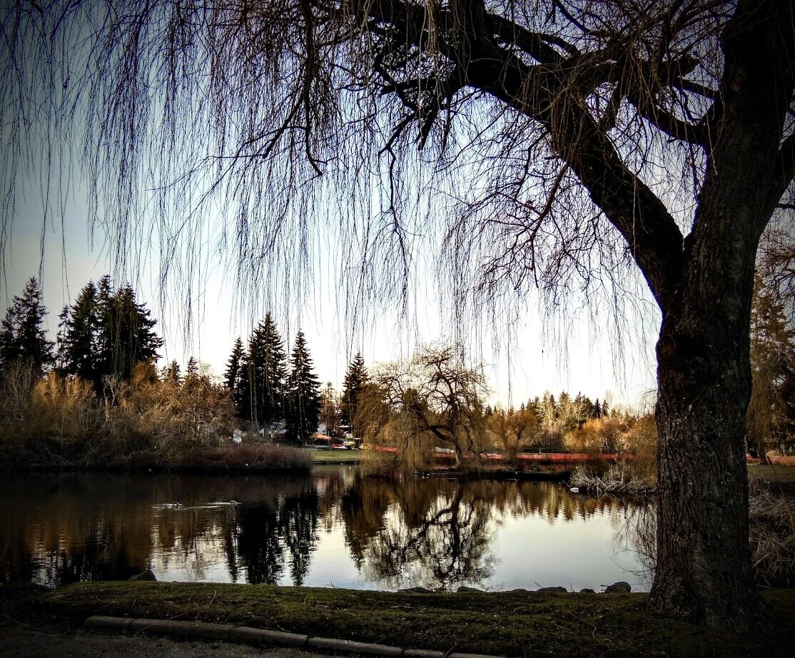 Weeping willow tree framing a calm lake with coniferous forest and houses reflected in still water