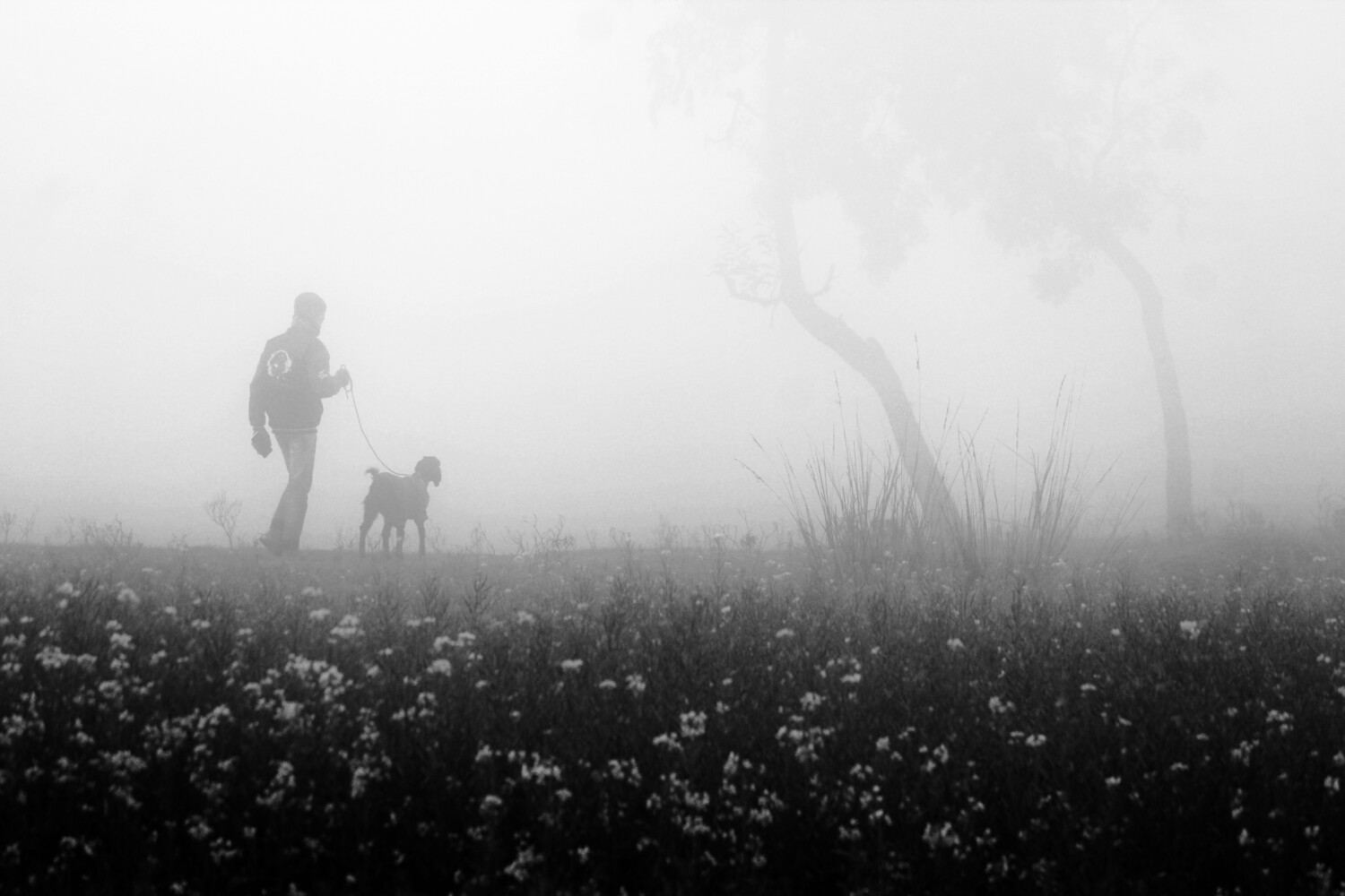 Silhouetted person walking a small dog through thick fog across a field of wildflowers, with a bare tree fading into the mist behind them.