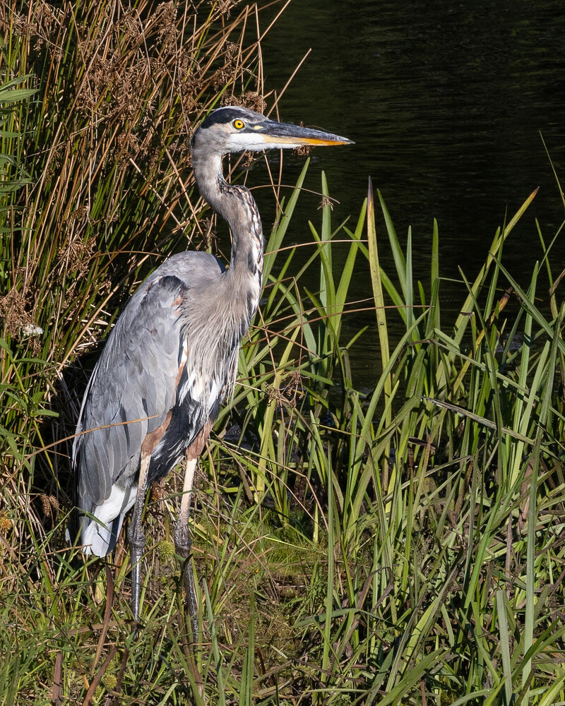 View NY Heron by John Grissino