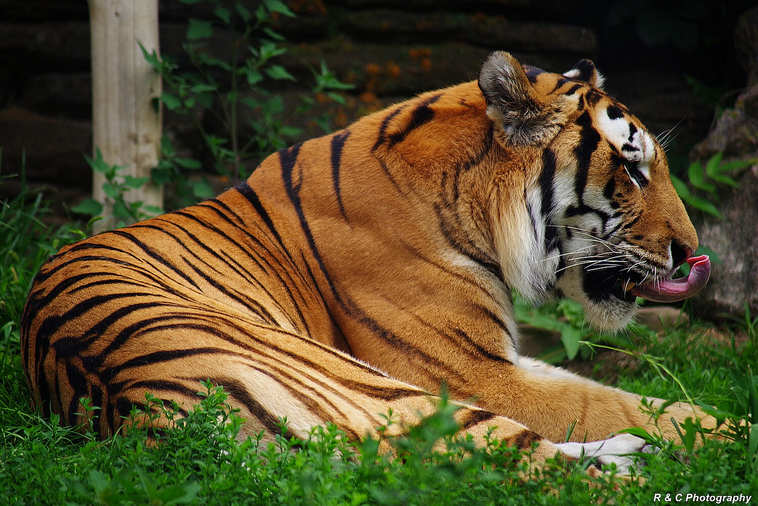 View Tiger 8810 by Rick Jones