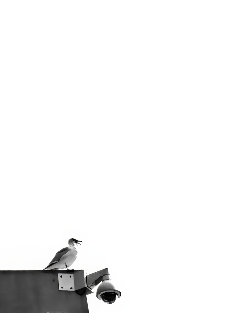 View Minimalistic Seagull by Pesi Unwalla