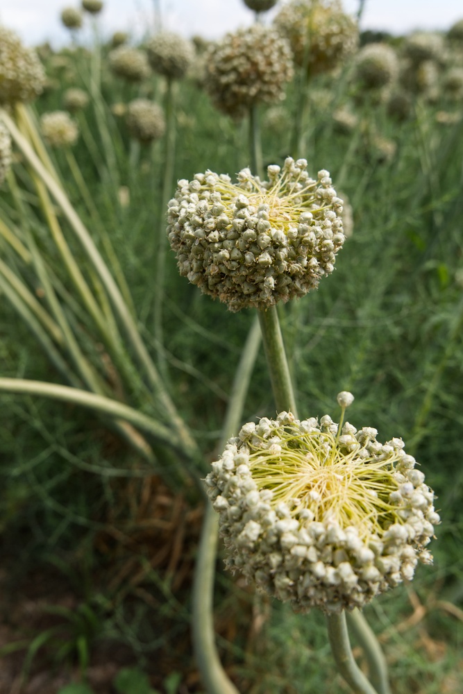 View Onions by Terry Gaume