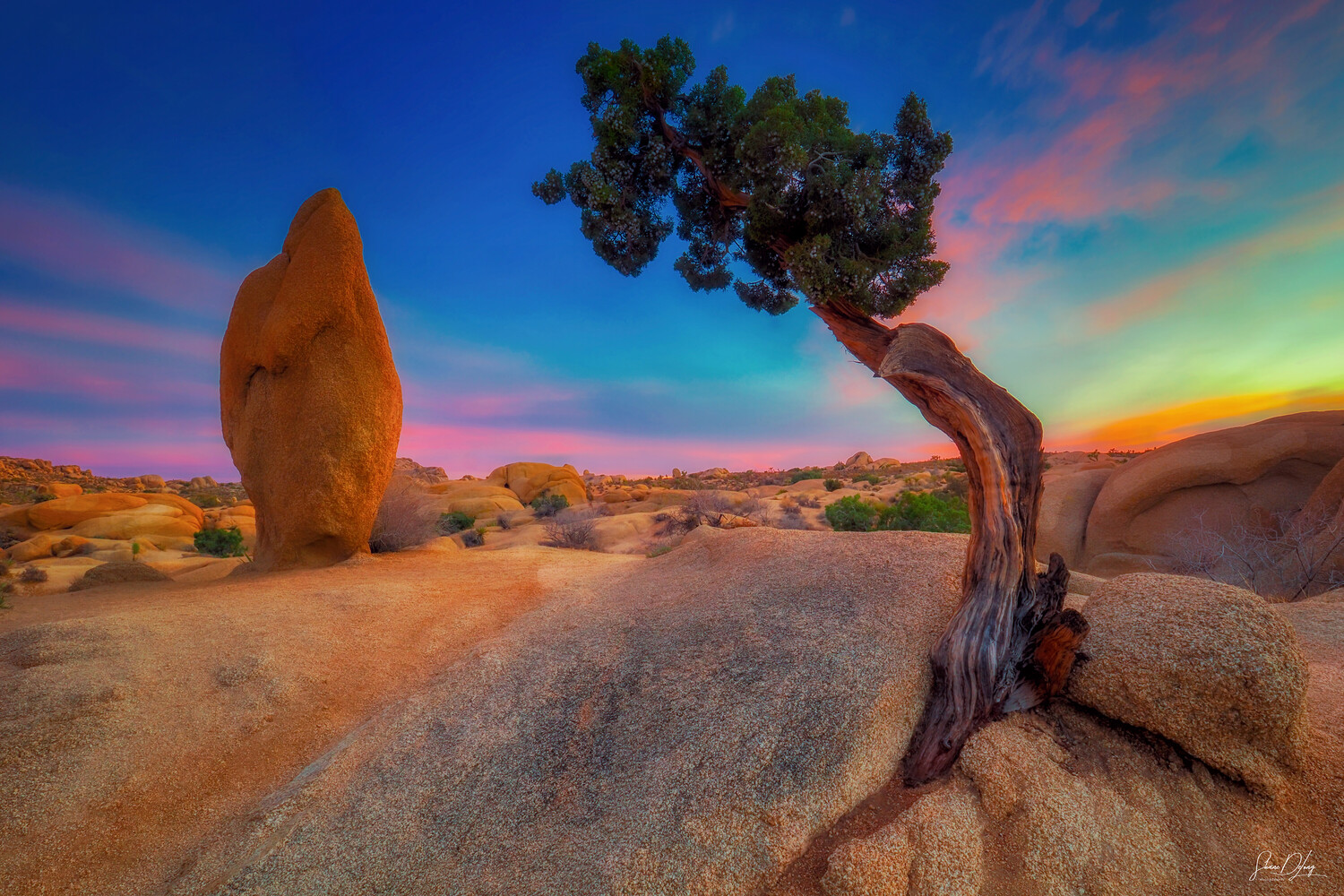 Gnarled tree with dense foliage growing from desert boulder at sunset