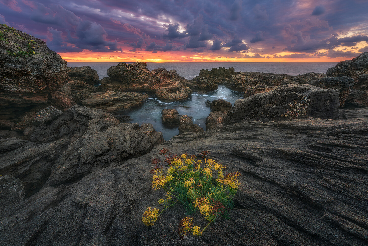 Yellow wildflowers growing from dark layered rock at a tide pool under a purple and orange sunset sky over the ocean