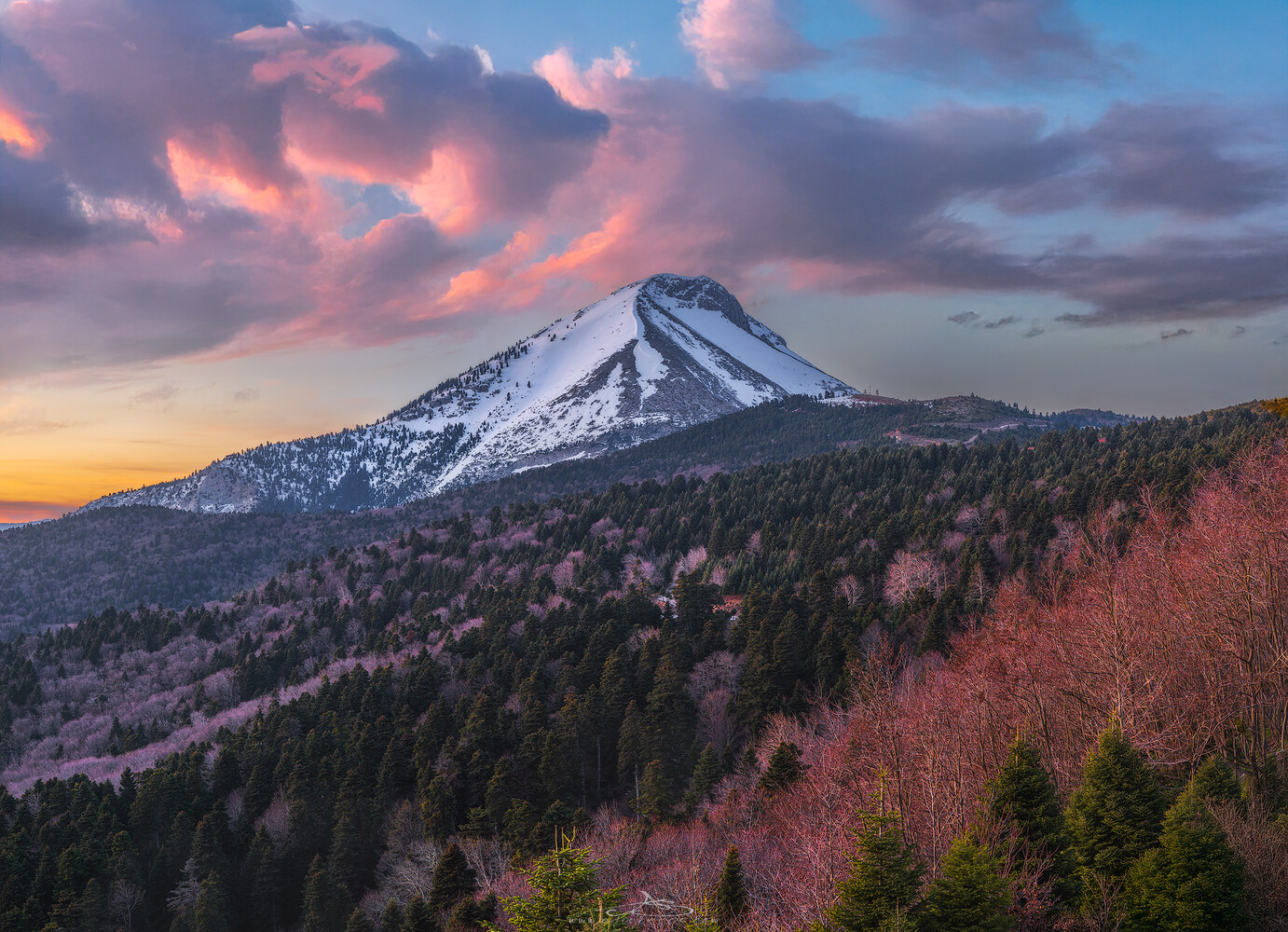 Snow-dusted conical mountain under pink-lit clouds at sunset, above a dark evergreen forest and rosy bare trees.