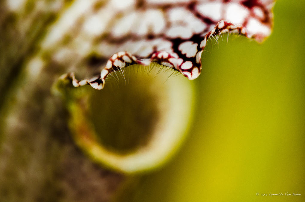 View Untitled 2 by Lynnette Van Balen