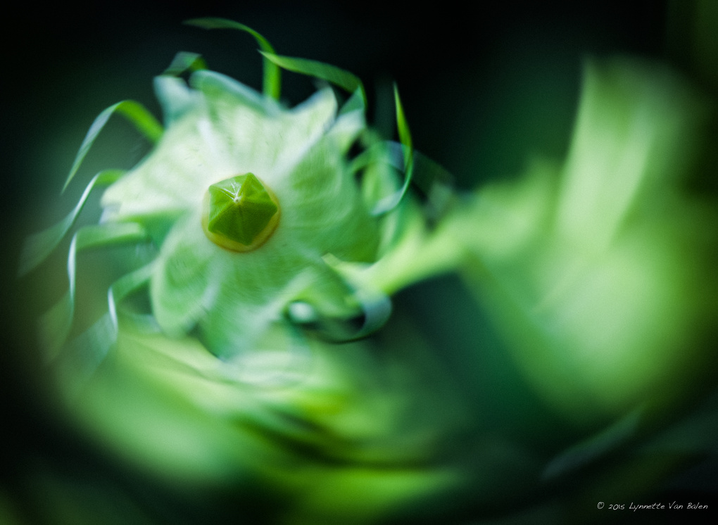 View Untitled 3 by Lynnette Van Balen