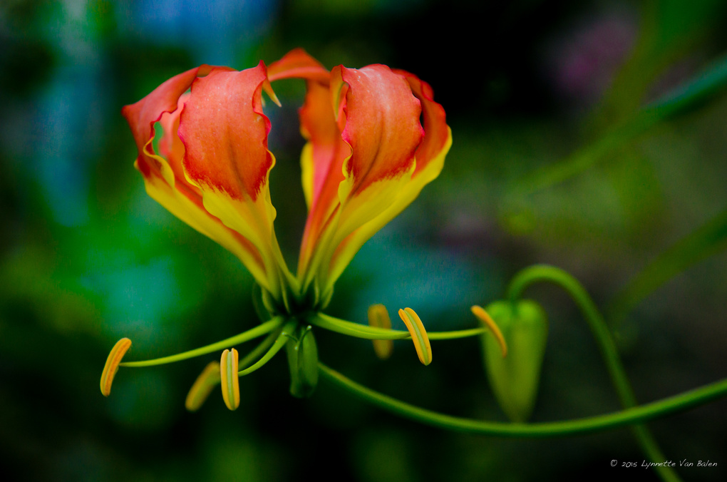 View Untitled 4 by Lynnette Van Balen