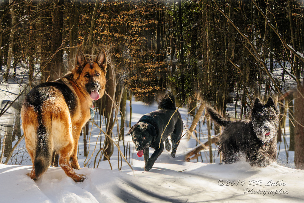 View My Pack by Ray Labbe