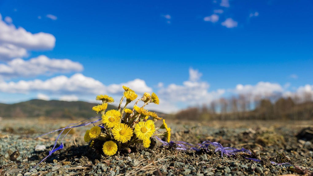 View Blomster by Robert Magnussen