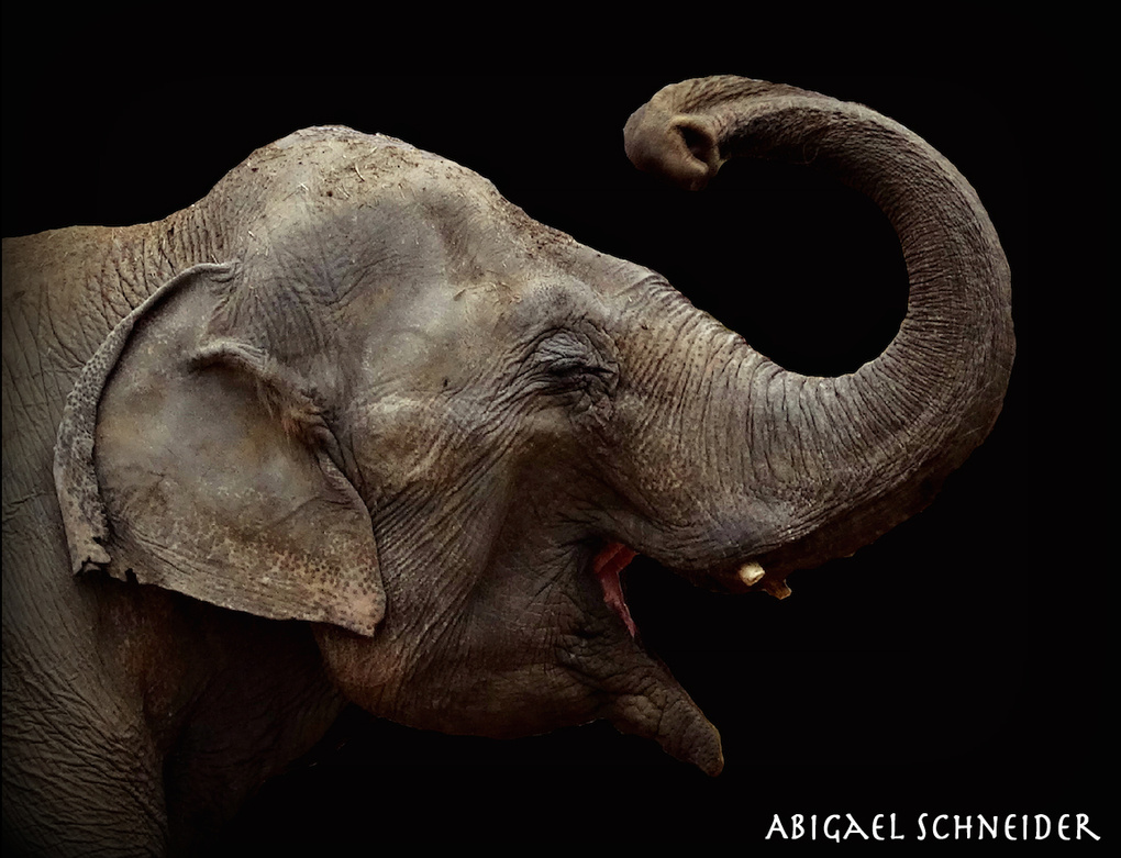 View Happy Elephant by Abigael Schneider