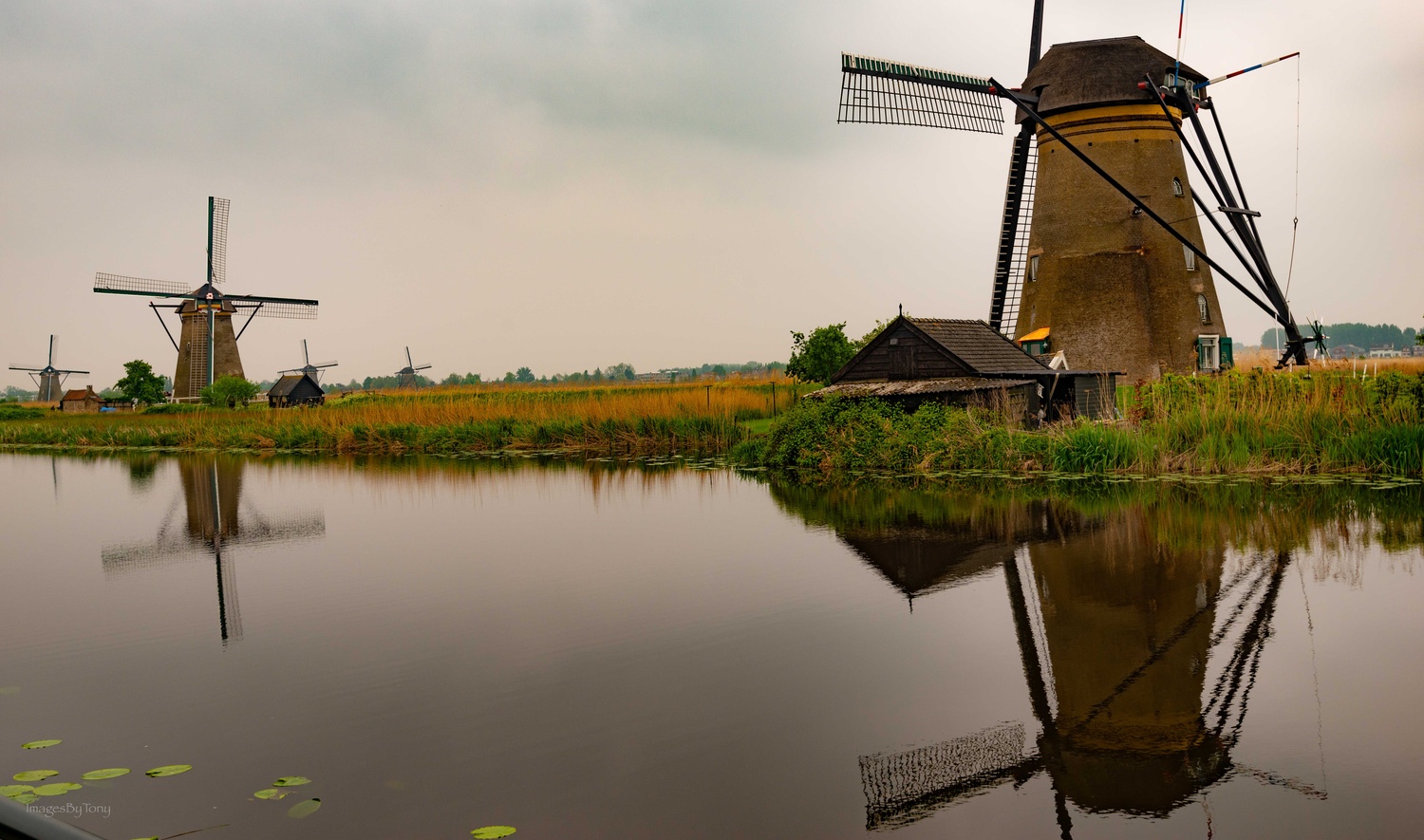View Windmills by Tony Walter