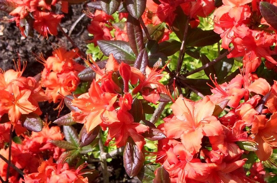View Azaleas @ Taplow Court, Berks - May 2014 by Lola Hatmil