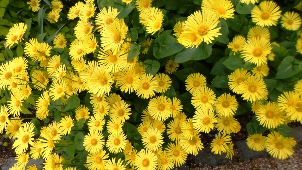 View Flowers @ Taplow Court, Berks - May 2015 by Lola Hatmil
