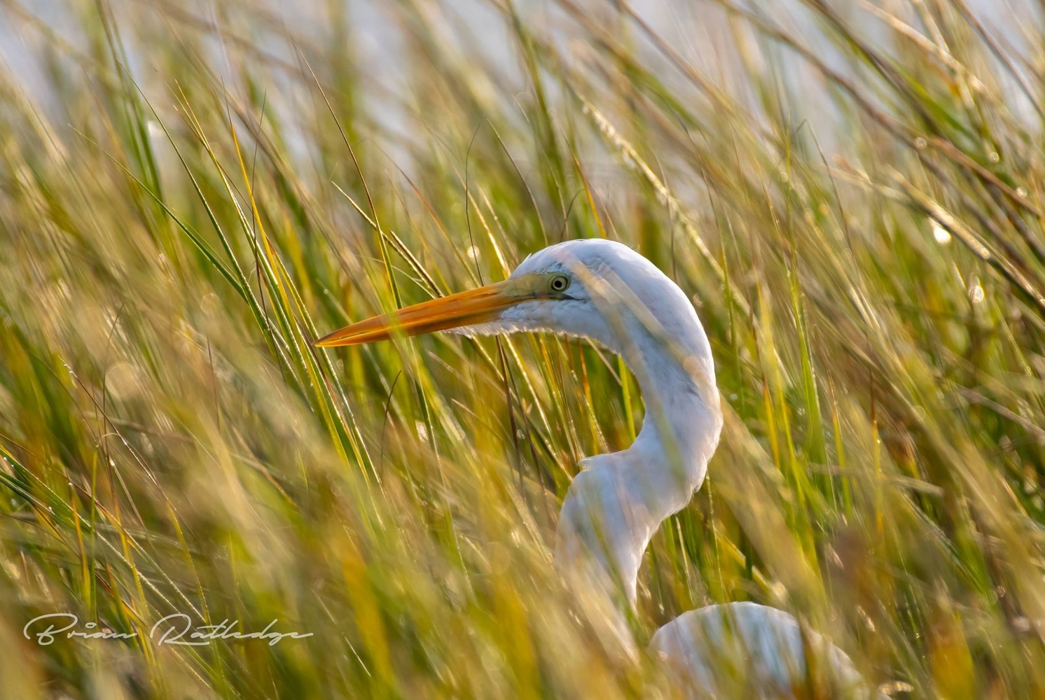 View Great Egret by Brian Ratledge