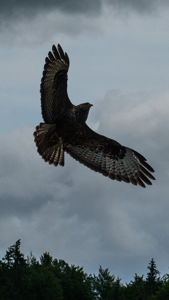 Dark raptor in flight with wings spread against cloudy sky and evergreen treeline below