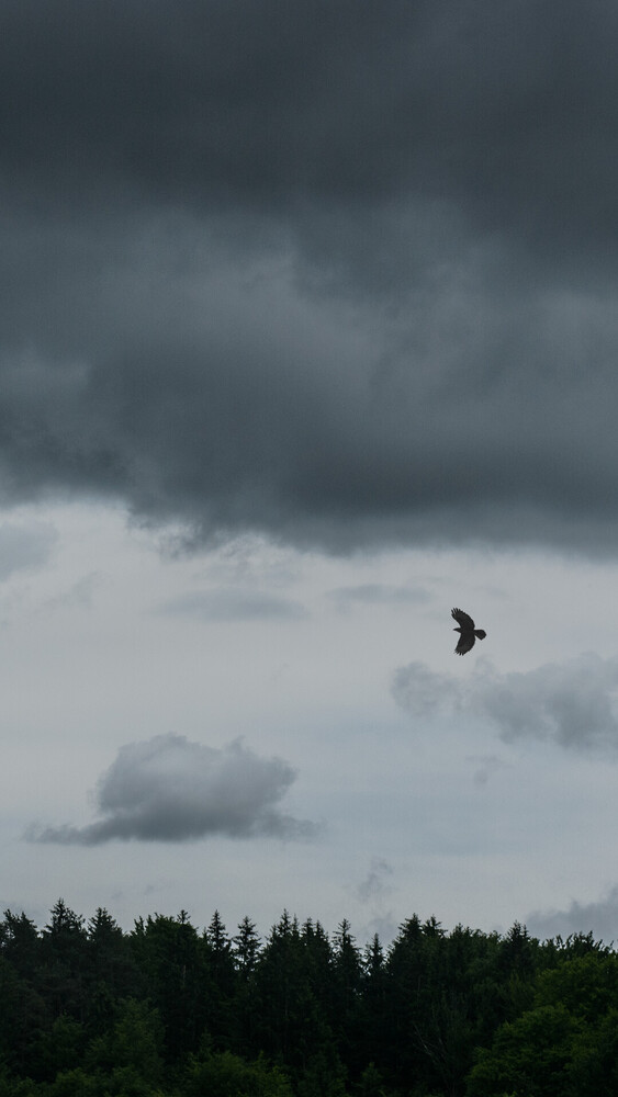Bird in flight against dramatic storm clouds and evergreen forest