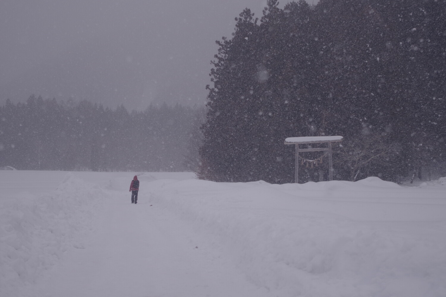 Solitary figure standing in deep snow with heavy snowfall, evergreen forest and wooden torii gate in background