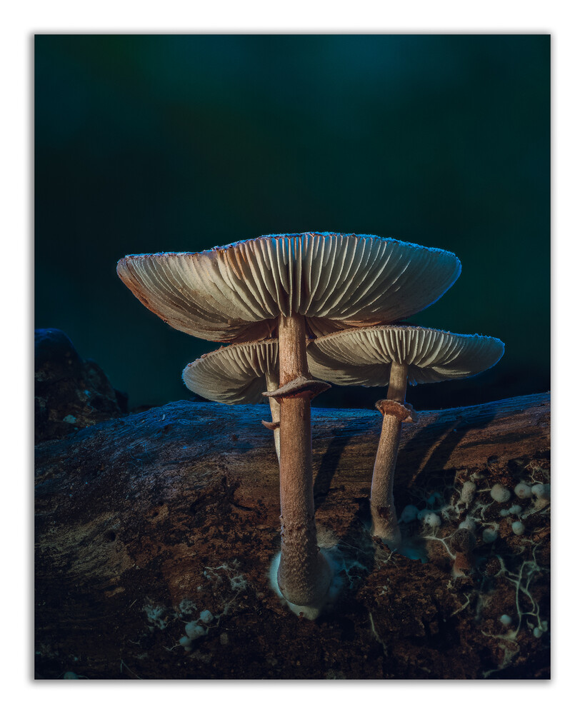 View Untitled 2 by Noel Alfonso