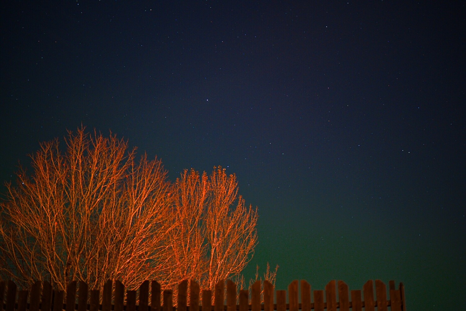 Bare orange-lit tree branches against a dark night sky full of stars, with a wooden picket fence along the bottom edge.