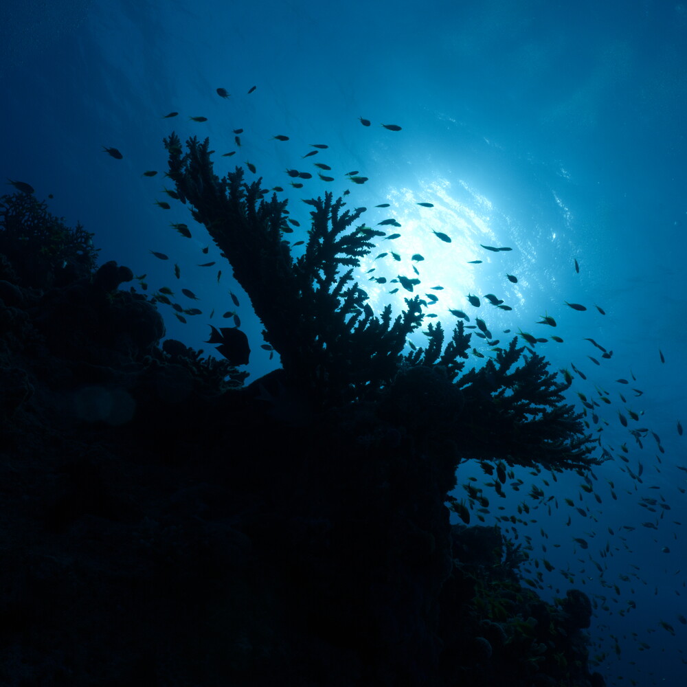 View Untitled 1 by Erik Peeters
