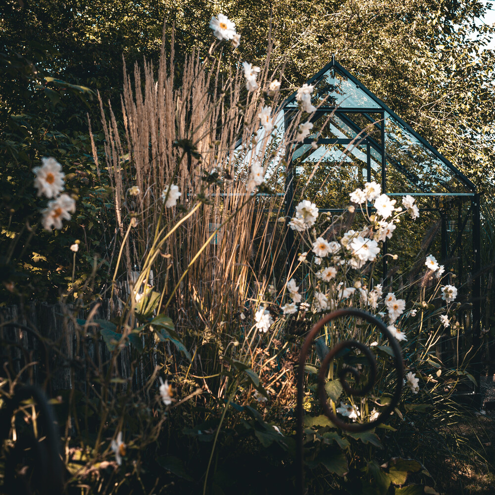 Dried ornamental grasses and white flowering plants backlit by golden sunlight in a garden