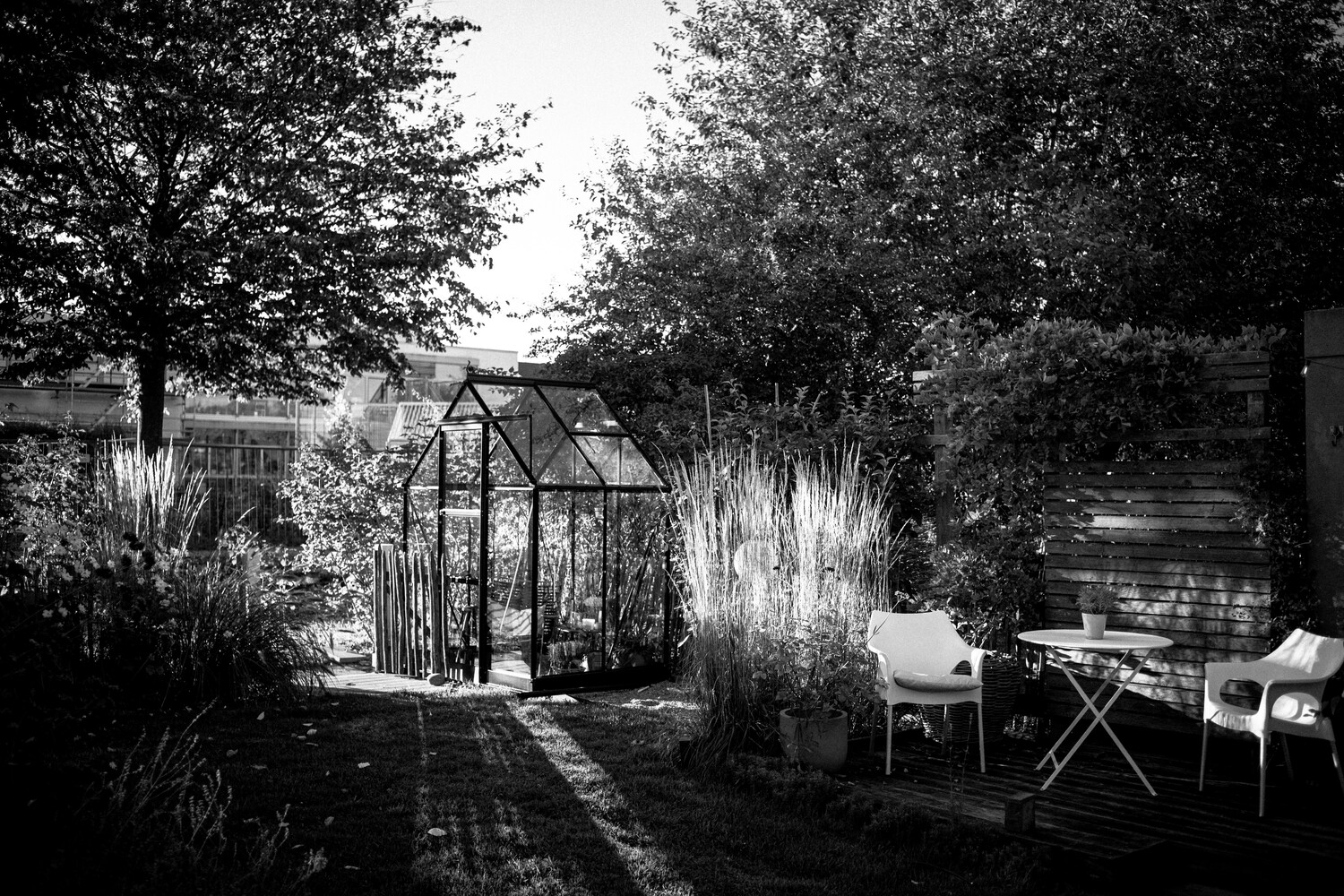 Black and white garden scene with metal arbor gateway framed by ornamental grasses and trees
