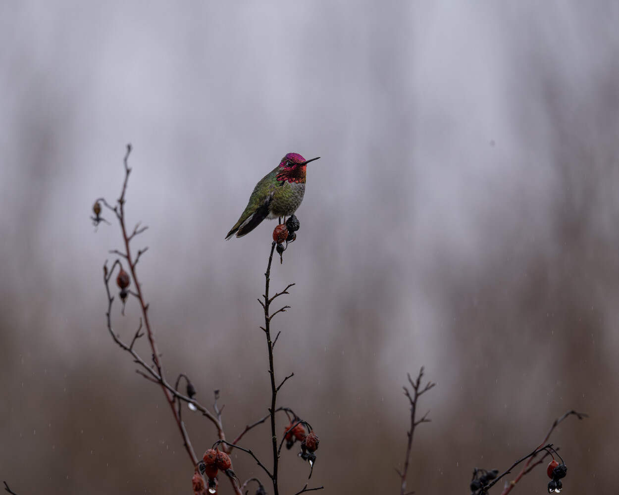 Hummingbird perched on a thin branch with dried seed pods in soft, overcast light