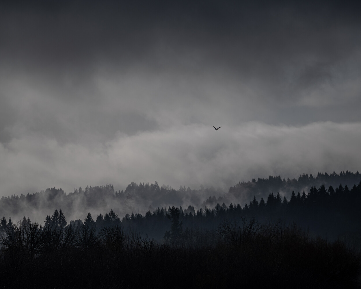 Misty forested hillside beneath overcast sky with solitary bird in flight