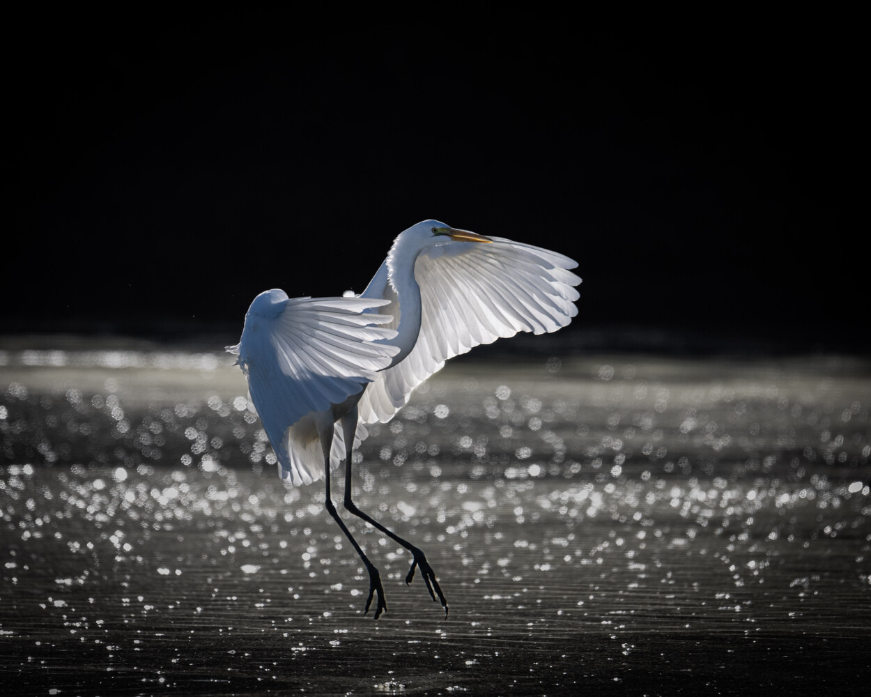 White egret with wings spread, landing on sparkling water against a dark background.