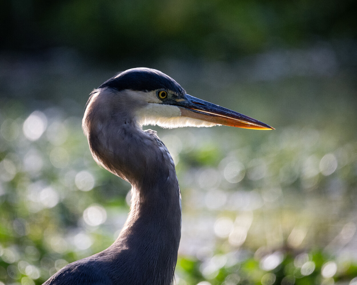 Great blue heron in profile against a soft, blurred green background, with warm sunlight catching its orange-tipped bill.