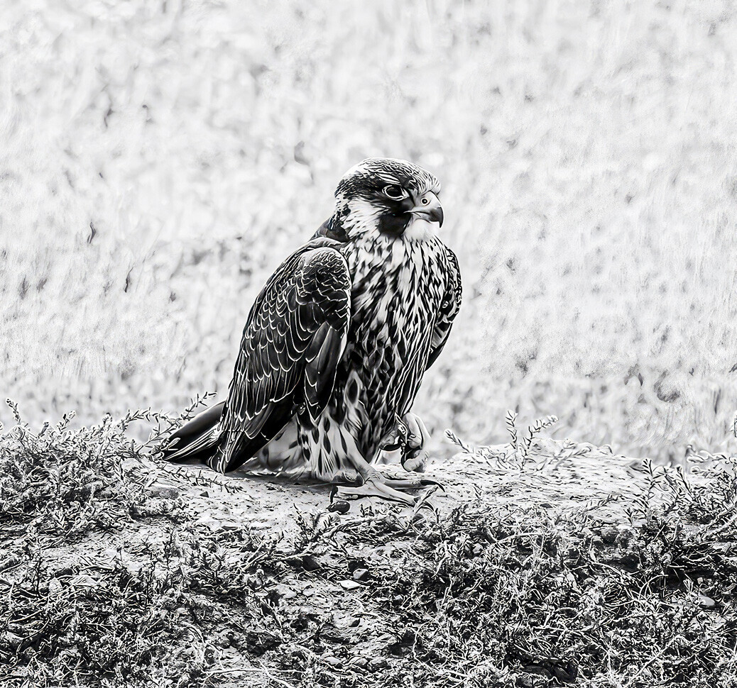 Peregrine falcon perched on rocky ground in black and white
