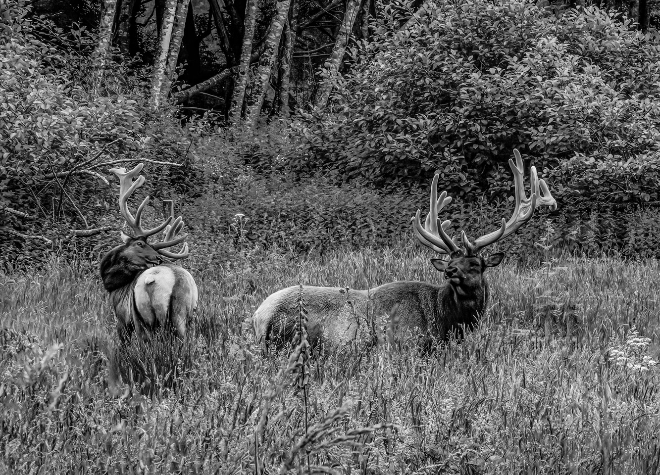 Three elk with large antlers grazing in an open meadow bordered by forest in black and white