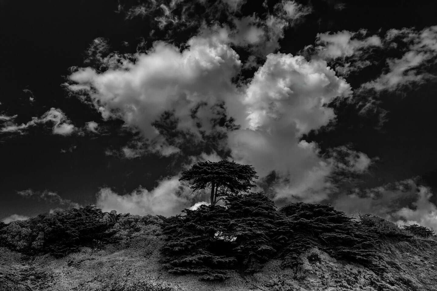 Solitary tree silhouette on a hillside beneath dramatic clouds in black and white
