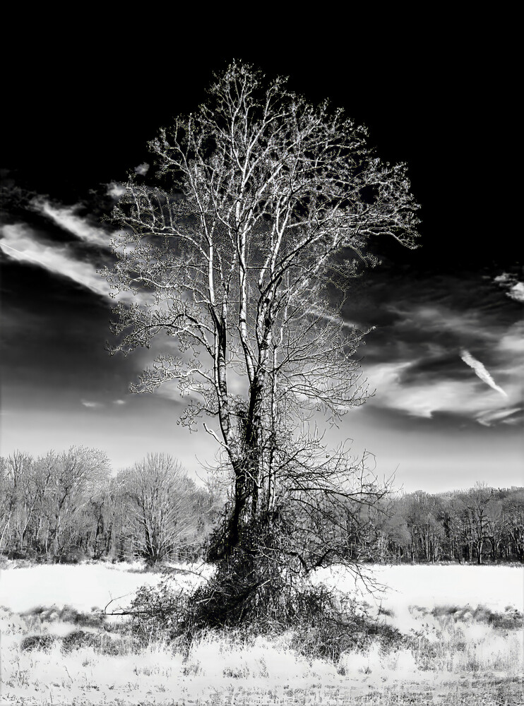 Bare tree standing alone in snow-covered field under dramatic sky