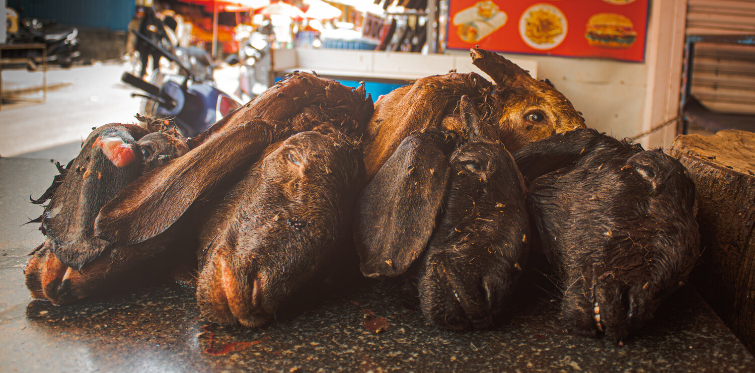 Five whole roasted duck carcasses arranged on a wet concrete surface