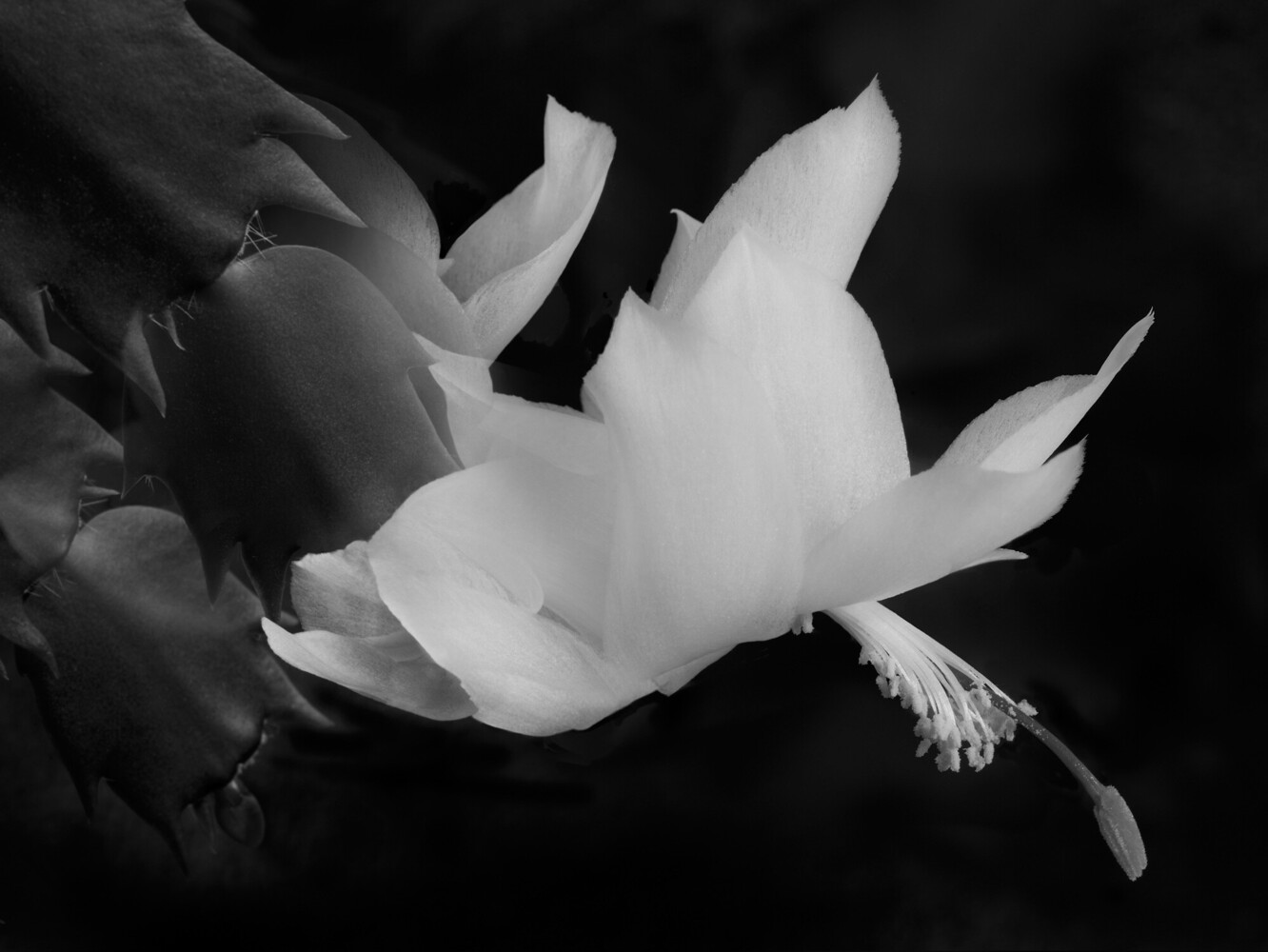 Black and white close-up of a white cactus flower with pale stamen against a dark background, segmented leaves at left.