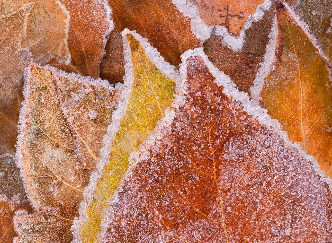 Close-up of frost-covered autumn leaves in orange, rust, and yellow, with ice crystals rimming their edges and veins.