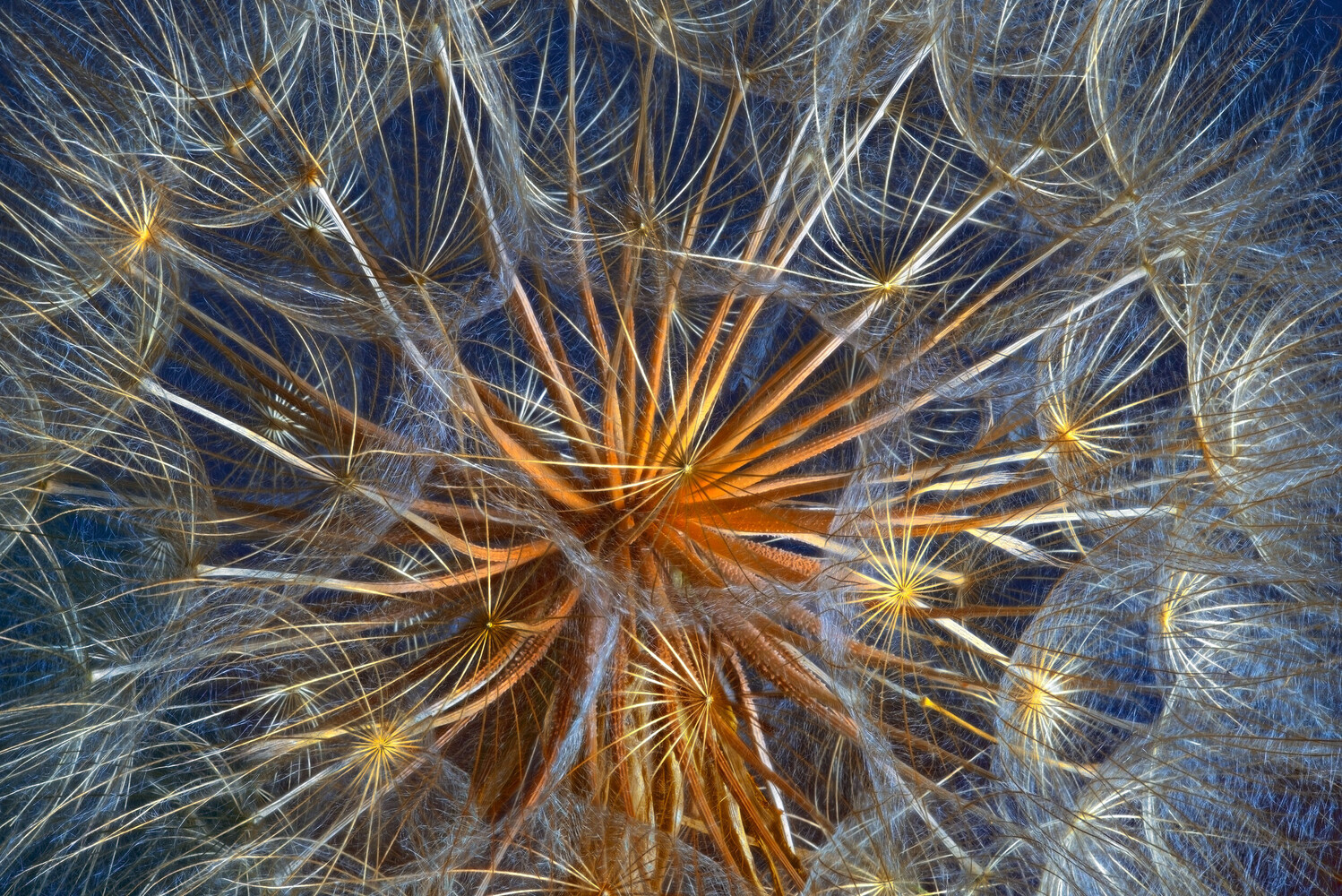 Close-up of a seed head with radiating silvery filaments glowing orange at the center against a blue background