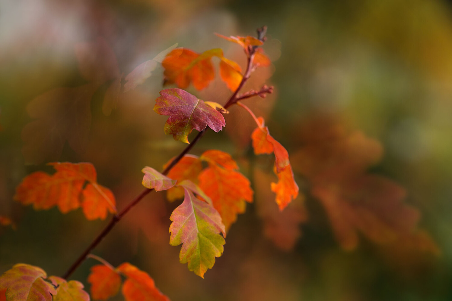 Close-up of a branch with autumn leaves in orange, red, and yellow-green against a softly blurred warm background