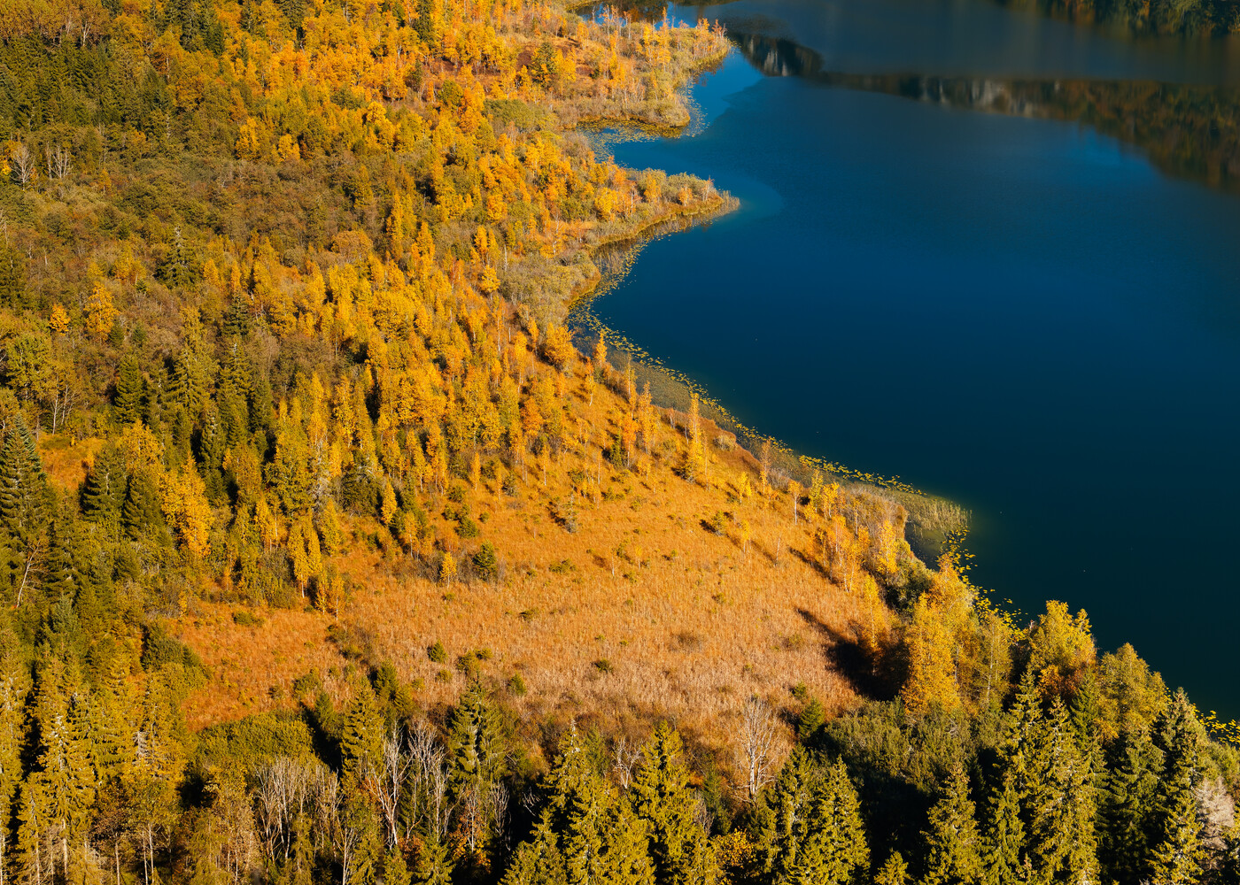 Alpine lake surrounded by golden larch forest in autumn, aerial view