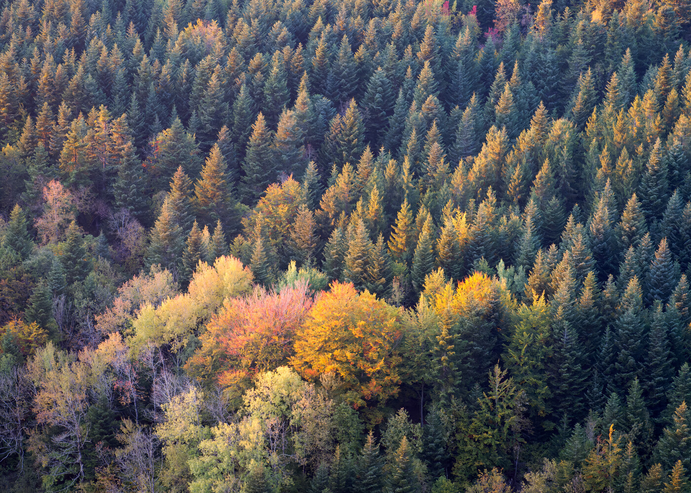 Aerial view of mixed forest with golden larch trees among evergreen conifers in autumn