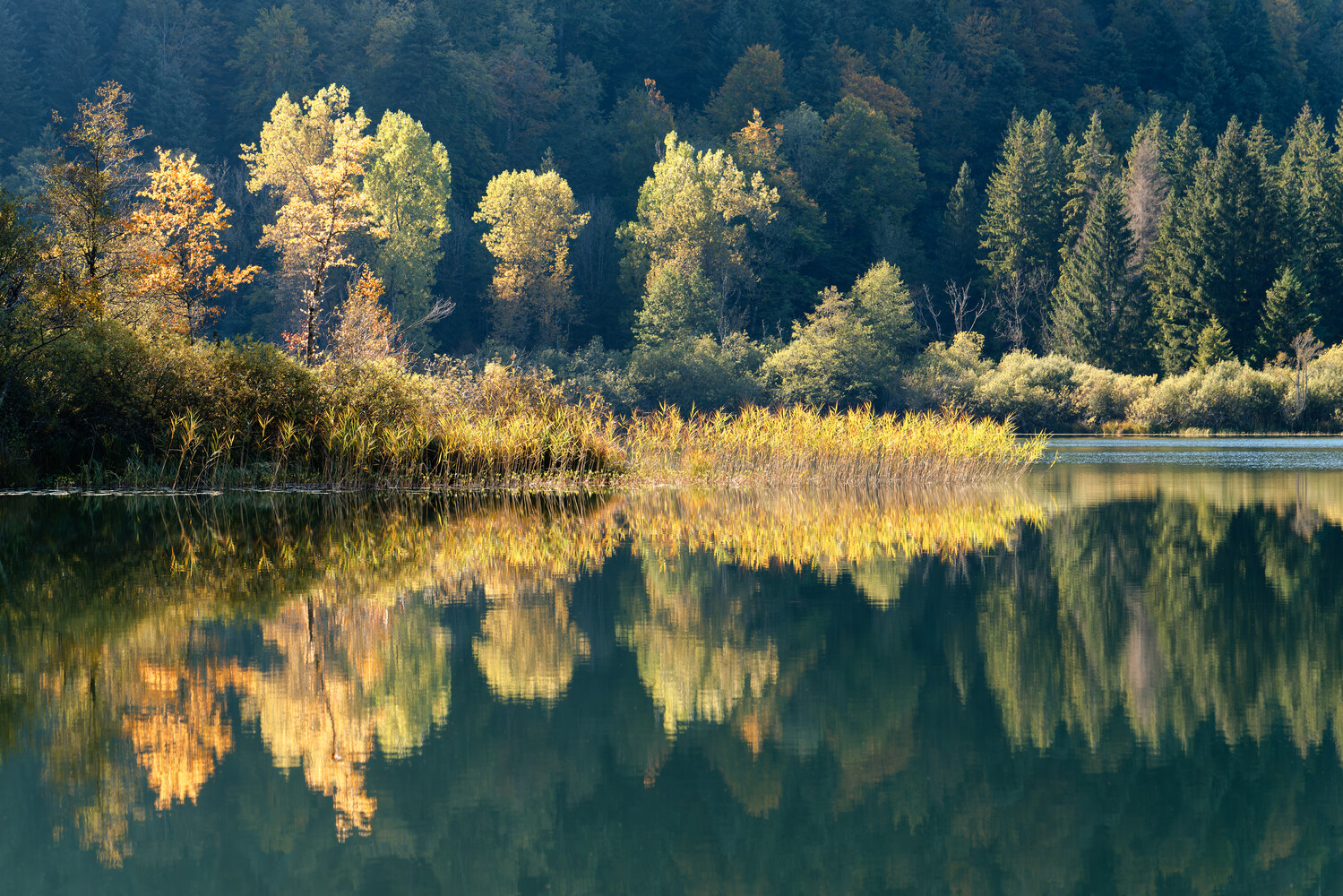 Autumn trees reflected in still water with coniferous forest backdrop