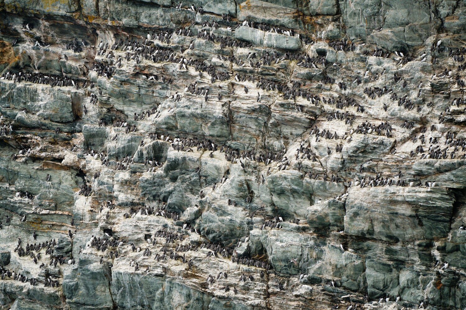 Dense colony of black-and-white seabirds, likely guillemots, crowding ledges across a layered grey sea cliff.