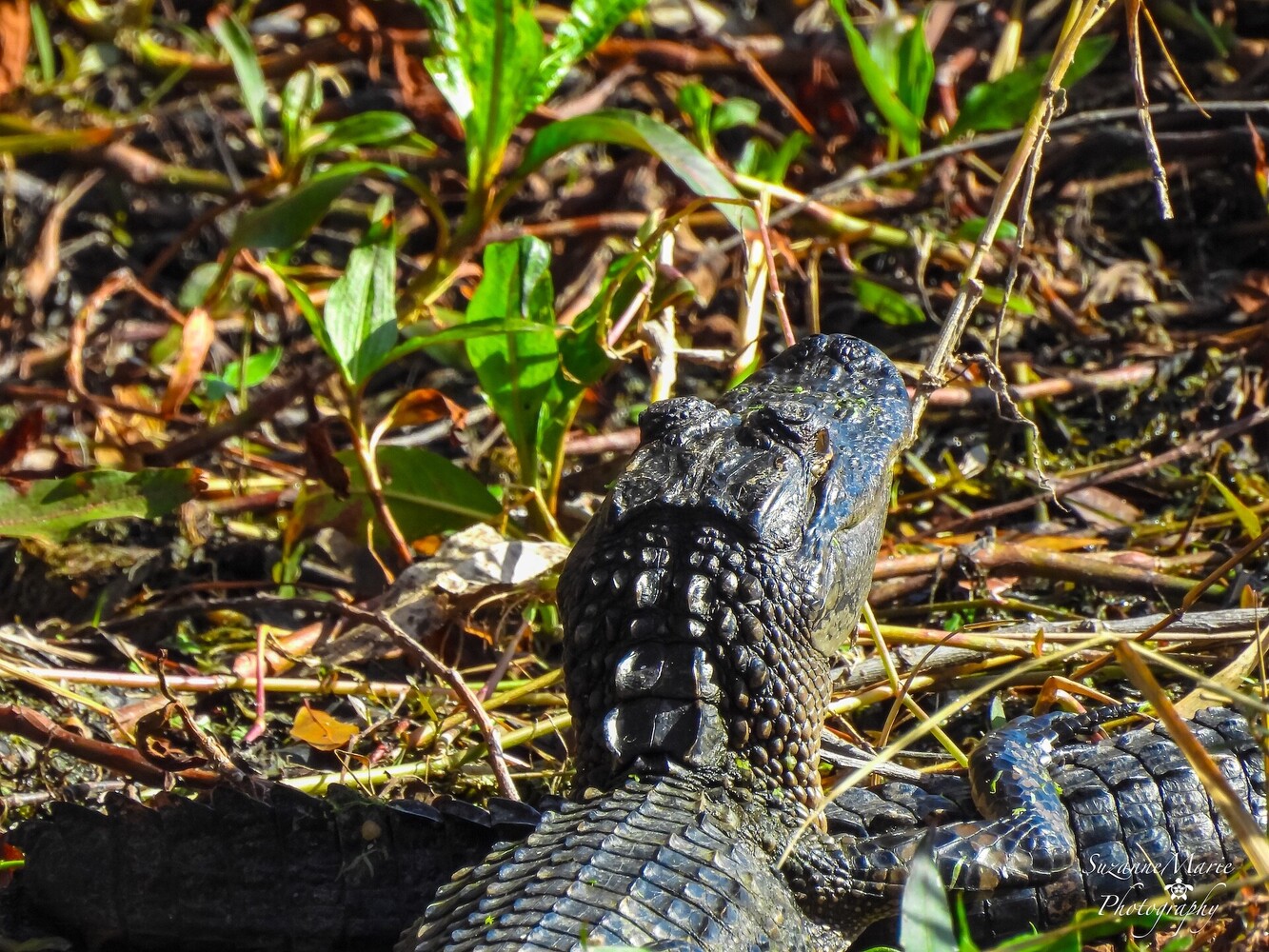 View Alligator by Suzanne Torres