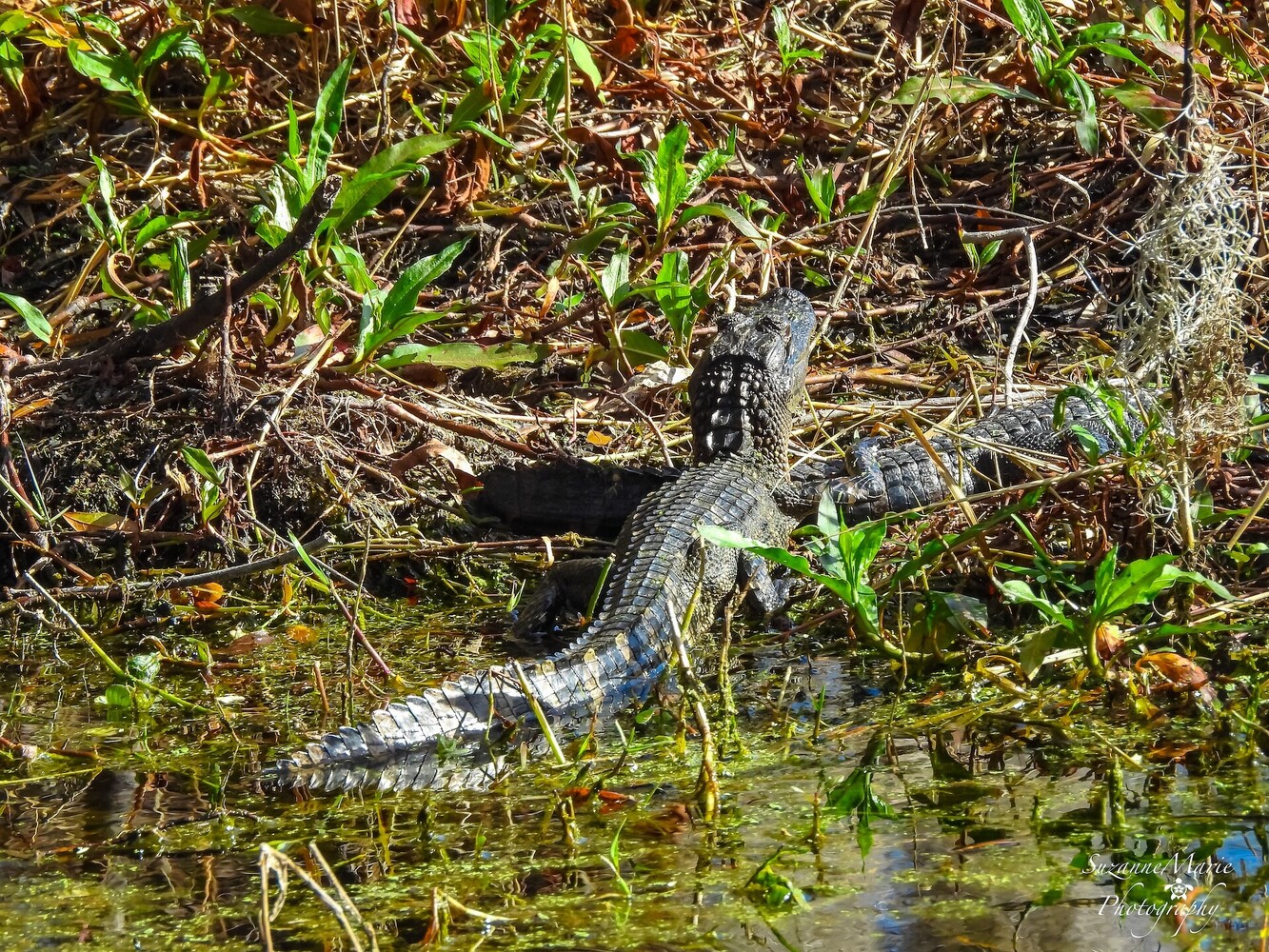 View Alligator by Suzanne Torres