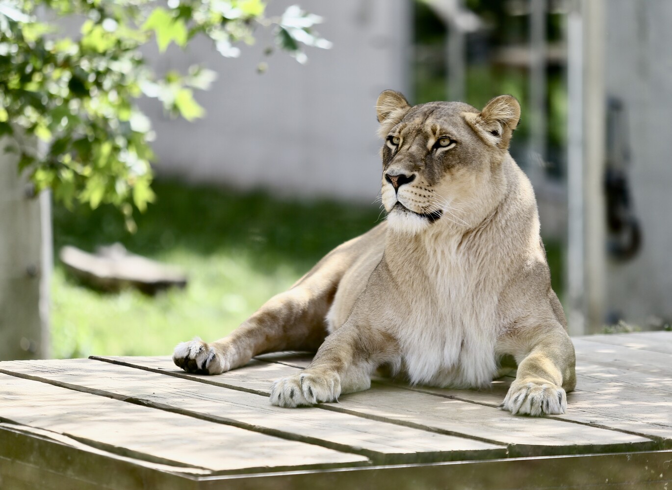 View lioness by mirsad sijercic