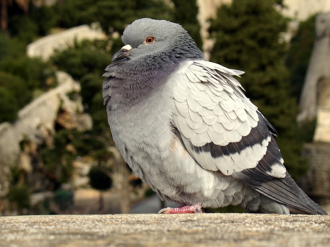 View Pidgeon by mirsad sijercic
