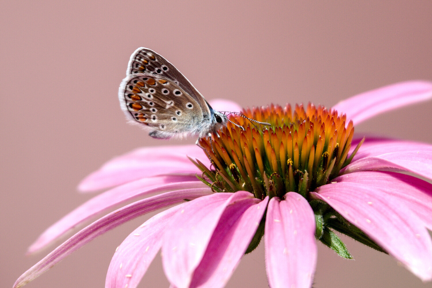 View Butterfly and flower by Jimmy Ma
