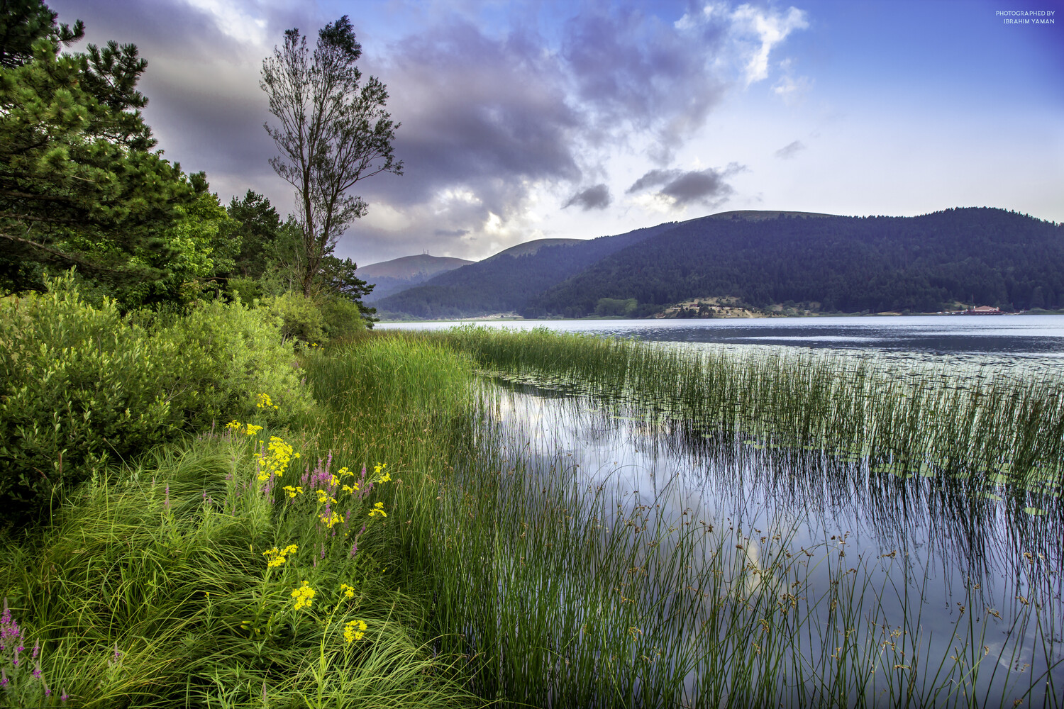 Lakeside landscape with reed beds, yellow wildflowers, and forested mountains under dramatic clouds